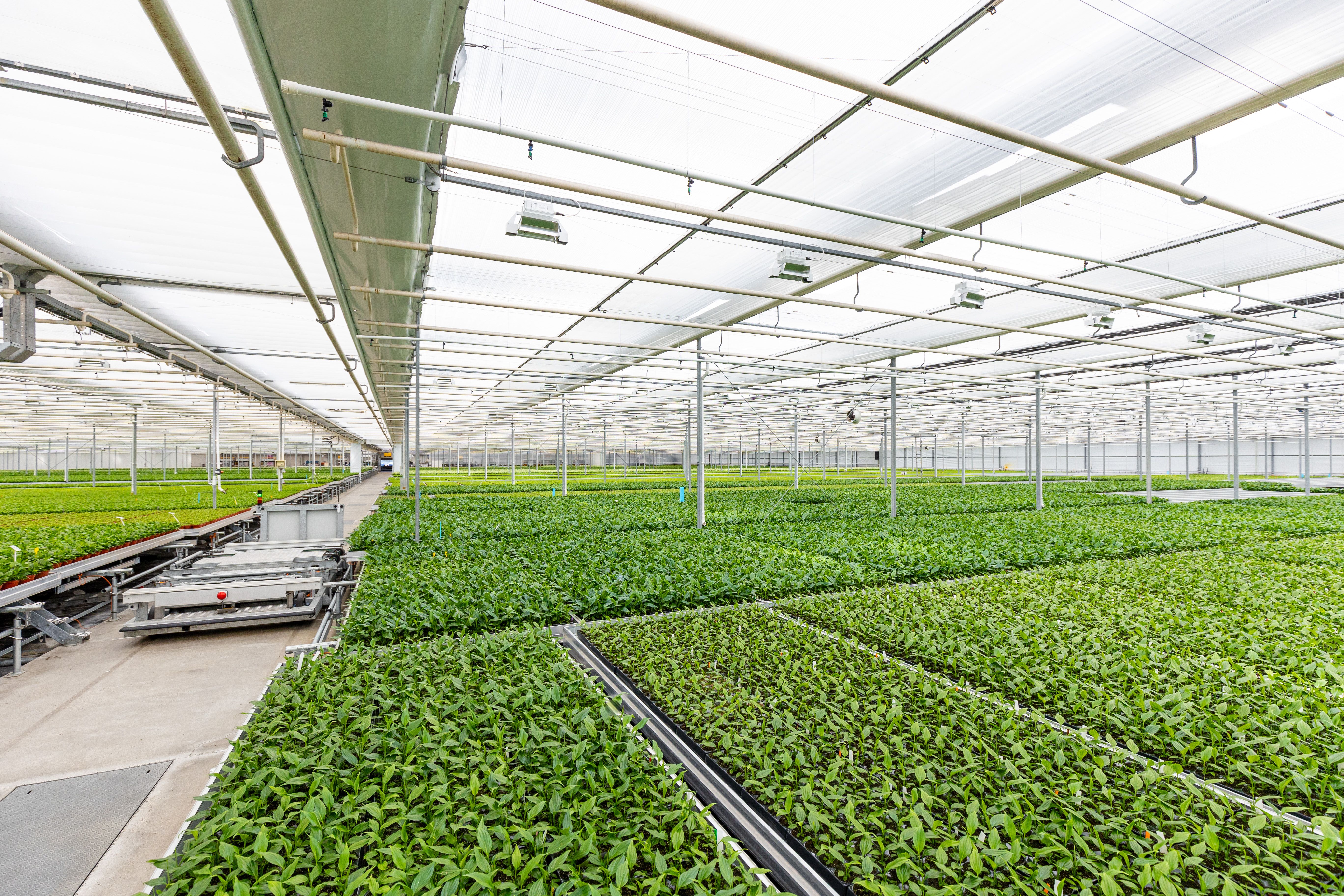 Medewerkers lopen door de kas op onze geautomatiseerde Kalanchoë locatie Hoge Noordweg. 